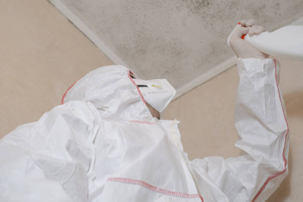 Best Mold Damage Restoration  in Mississippi State, MS